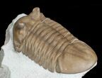 Large Asaphus Kotlukovi Trilobite #6446-4